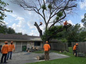 canton ohio emergency tree removal