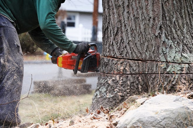 canton ohio tree removal services