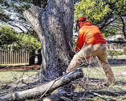 canton ohio tree removal