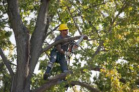 canton tree trimming