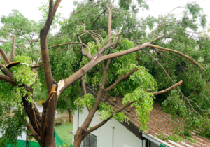 emergency tree removal canton