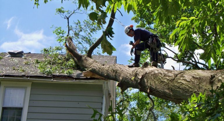 emergency tree removal canton ohio