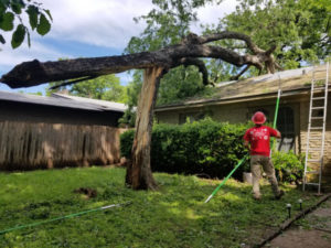 emergency tree removal in canton oh