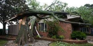 emergency tree removal in canton ohio