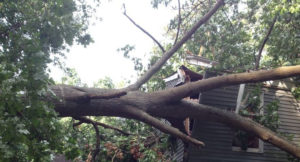 emergency tree services in canton
