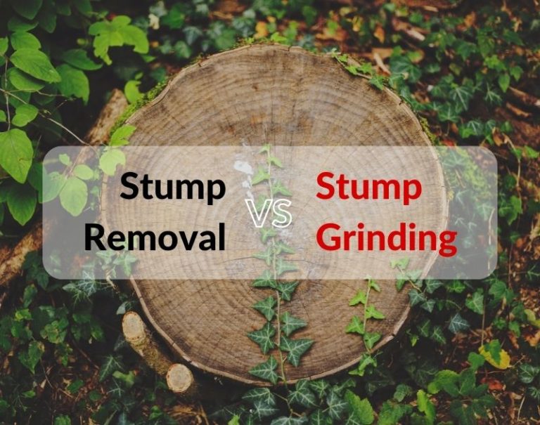 stump grinding vs stump removal canton ohio