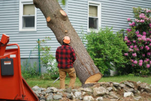 tree removal service canton ohio