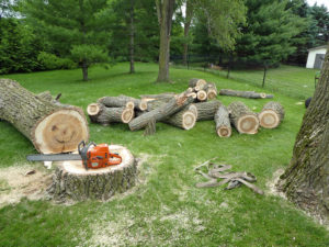 tree removal services canton ohio